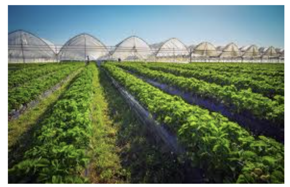 Front of men's Basic Tee in black.